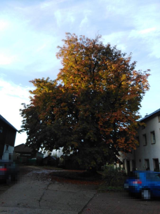 Landpension Haupt Sebnitz Esterno foto